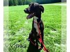 Great Dane Mix DOG FOR ADOPTION RGADN-1175464 - Vishka - Great Dane / Mixed Dog