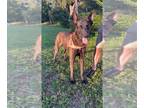 Mix DOG FOR ADOPTION RGADN-1175479 - Argos - Located in Florida - Dutch