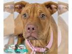 Chinese Shar-Pei Mix DOG FOR ADOPTION RGADN-1175483 - Kaya - Hound / Shar Pei /