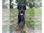 Rottweiler DOG FOR ADOPTION RGADN-1175492 - AMAYA - Rottweiler (medium coat) Dog