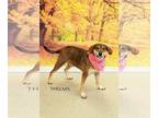 Mix DOG FOR ADOPTION RGADN-1175509 - Thelma - Feist (short coat) Dog For