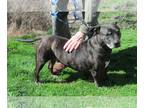 Boston Terrier Mix DOG FOR ADOPTION RGADN-1175515 - Zeus - Boston Terrier /