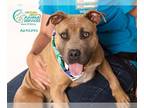 American Pit Bull Terrier DOG FOR ADOPTION RGADN-1175520 - RUFUS - Pit Bull