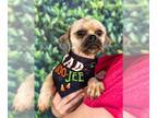 Lhasa Apso Mix DOG FOR ADOPTION RGADN-1175536 - Pepper (AL) - Lhasa Apso / Mixed