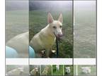 Mix DOG FOR ADOPTION RGADN-1175542 - Sloan - White German Shepherd (medium