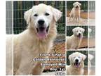 Golden Retriever-Samoyed Mix DOG FOR ADOPTION RGADN-1175559 - Frank Sinatra from