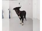 Pointer DOG FOR ADOPTION RGADN-1175563 - Black Jack - Pointer Dog For Adoption