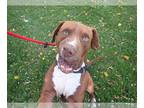 American Staffordshire Terrier Mix DOG FOR ADOPTION RGADN-1175564 - Koko -