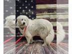 Great Pyrenees DOG FOR ADOPTION RGADN-1175567 - Levi - Great Pyrenees (long