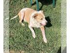 Collie-Labrador Retriever Mix DOG FOR ADOPTION RGADN-1175574 - Honey - Labrador