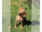 Labrador Retriever Mix DOG FOR ADOPTION RGADN-1175581 - Scooby - Labrador