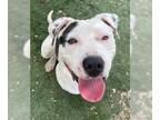 American Pit Bull Terrier Mix DOG FOR ADOPTION RGADN-1175583 - Mustard - Pit