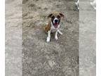 Boxer Mix DOG FOR ADOPTION RGADN-1175611 - LUNA - Boxer / Mixed (medium coat)