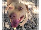 Labrador Retriever Mix DOG FOR ADOPTION RGADN-1175620 - FABLE - Labrador