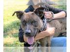 Catahoula Leopard Dog Mix DOG FOR ADOPTION RGADN-1175647 - Chocolate Chip -