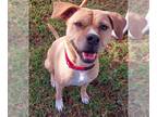 Boxador DOG FOR ADOPTION RGADN-1175671 - JELLYBEANS - Labrador Retriever / Boxer