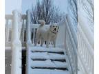 Akbash-Great Pyrenees Mix DOG FOR ADOPTION RGADN-1175673 - Bonnie - Great