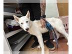 Siberian Husky Mix DOG FOR ADOPTION RGADN-1175674 - STORM - Siberian Husky /