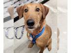 Irish Terrier Mix DOG FOR ADOPTION RGADN-1175675 - Hunter *Adopt or Foster* -