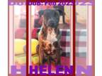 Plott Hound-Retriever Mix DOG FOR ADOPTION RGADN-1175708 - HELEN - $350 -