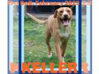 Chesapeake Bay Retriever Mix DOG FOR ADOPTION RGADN-1175709 - KELLER - $350 -