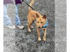German Shepherd Dog Mix DOG FOR ADOPTION RGADN-1175710 - FENNIC - $350 - German
