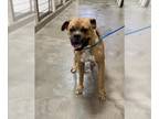 Boxer DOG FOR ADOPTION RGADN-1175724 - TORRO - Boxer (medium coat) Dog For