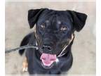 Doberman Pinscher Mix DOG FOR ADOPTION RGADN-1175727 - Arlo - Hound / Doberman