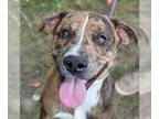 Catahoula Leopard Dog Mix DOG FOR ADOPTION RGADN-1175728 - Biscuit - Catahoula