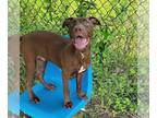 Chocolate Labrador retriever Mix DOG FOR ADOPTION RGADN-1175729 - Grady -