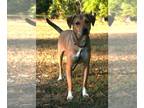 German Shepherd Dog-Rhodesian Ridgeback Mix DOG FOR ADOPTION RGADN-1175750 -
