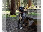 American Pit Bull Terrier-Huskies Mix DOG FOR ADOPTION RGADN-1175760 - Chance -