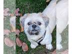 Shih Tzu DOG FOR ADOPTION RGADN-1175771 - Teddy - Shih Tzu (long coat) Dog For