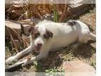 Labrador Retriever-Spaniel Mix DOG FOR ADOPTION RGADN-1175776 - Luke AW -
