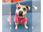 American Pit Bull Terrier Mix DOG FOR ADOPTION RGADN-1175777 - Bri-CL - American