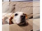 English Foxhound Mix DOG FOR ADOPTION RGADN-1175798 - Amelia - Foxhound / Hound