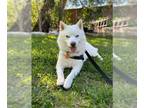 Siberian Husky Mix DOG FOR ADOPTION RGADN-1175821 - Crumbles - Siberian Husky /