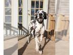 Great Dane Mix DOG FOR ADOPTION RGADN-1175822 - Marilyn - Great Dane / Mixed Dog