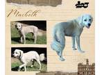 Cocker Spaniel-Poodle (Miniature) Mix DOG FOR ADOPTION RGADN-1175838 - Macbeth -