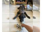 Great Dane DOG FOR ADOPTION RGADN-1175861 - Karma adoption pending - Great Dane