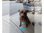 American Pit Bull Terrier Mix DOG FOR ADOPTION RGADN-1175867 - Cable - Pit Bull