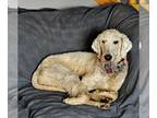 Goldendoodle DOG FOR ADOPTION RGADN-1175871 - Tootsie D5863 - Golden Retriever /