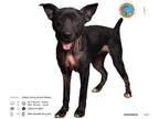 Shepradors DOG FOR ADOPTION RGADN-1175887 - PASCAL - German Shepherd Dog /