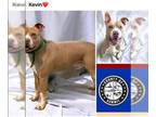 American Pit Bull Terrier DOG FOR ADOPTION RGADN-1175894 - KEVIN - Pit Bull