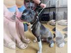 American Pit Bull Terrier DOG FOR ADOPTION RGADN-1175896 - Ramble - American Pit
