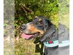Treeing Walker Coonhound DOG FOR ADOPTION RGADN-1175898 - Elliot - Treeing