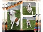Staffordshire Bull Terrier Mix DOG FOR ADOPTION RGADN-1175906 - ROLAND -