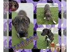 Plott Hound Mix DOG FOR ADOPTION RGADN-1175907 - KAILANI - Plott Hound / Mixed