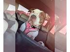 American Pit Bull Terrier DOG FOR ADOPTION RGADN-1175931 - 2310-0176 Mid - Pit