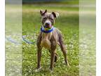 American Pit Bull Terrier DOG FOR ADOPTION RGADN-1175944 - SUNDEW - Pit Bull